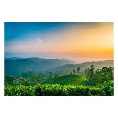 Tablou Canvas The Sun Dusk And Tea Plantation, 80x50cm, tabloucanvas596