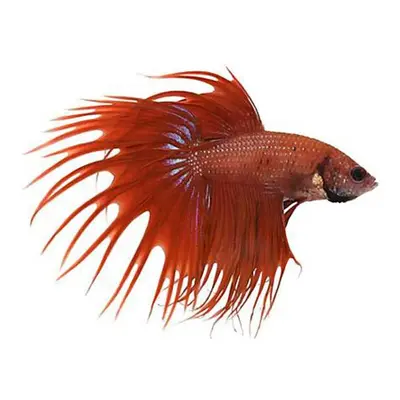 Betta splendens male crowntail red