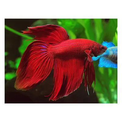 Betta splendens male DoubleTail red