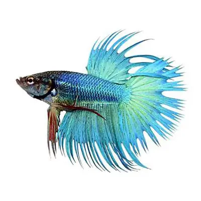 Betta splendens male crowntail green