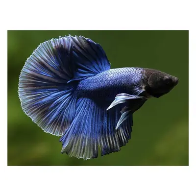 Betta splendens male HalfMoon blue